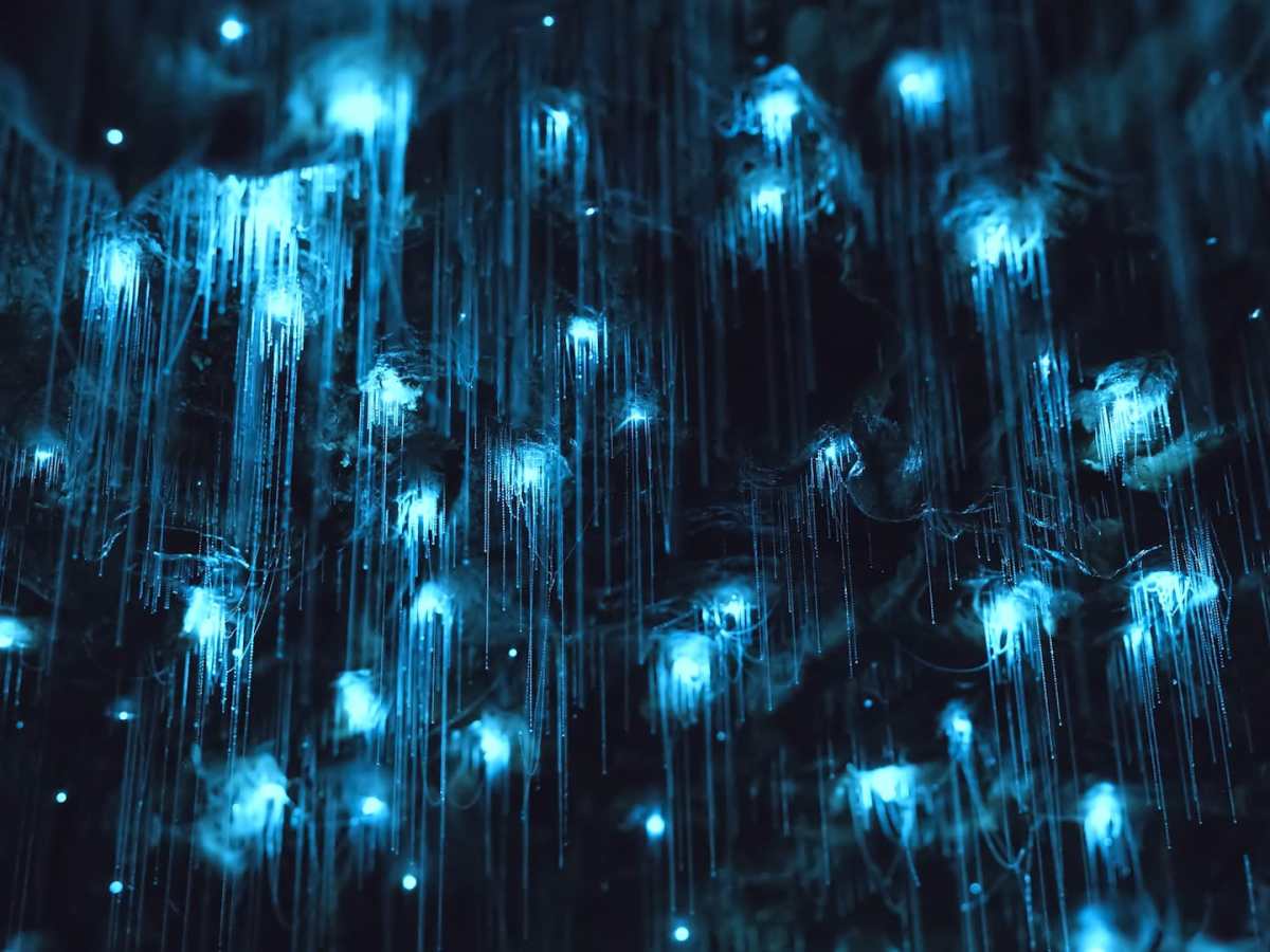 Glow Worms in New&nbsp;Zealand
